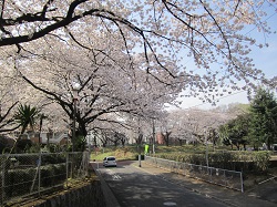 西三田住宅集会所の桜